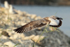 Larus armenicus